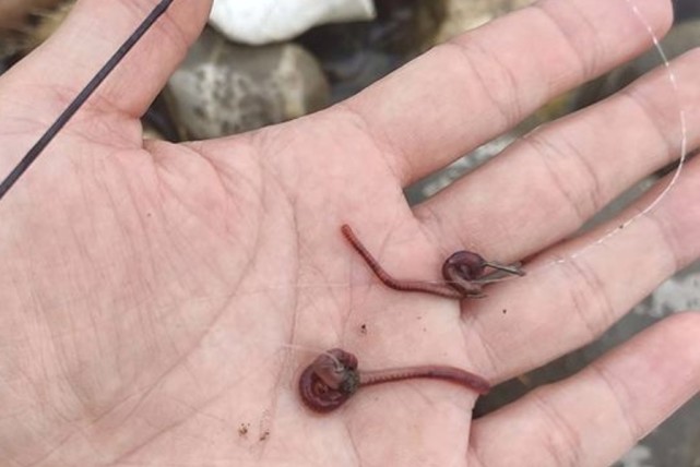 颡鱼才最不好钓,果断换用这3招,连鲫鲤鱼都不想钓了|黄颡鱼|鲤鱼|蚯蚓