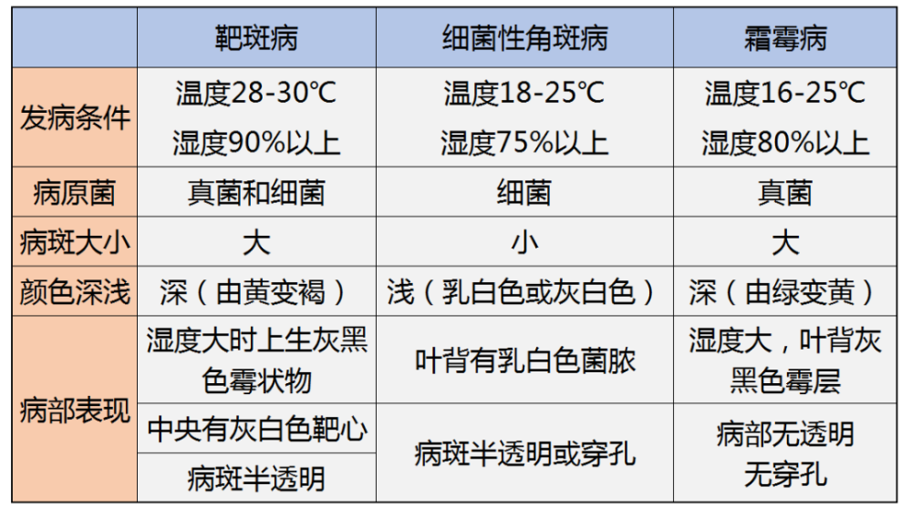 欢田喜地|紧急通知！这三大病害或大爆发！实战派解答来啦