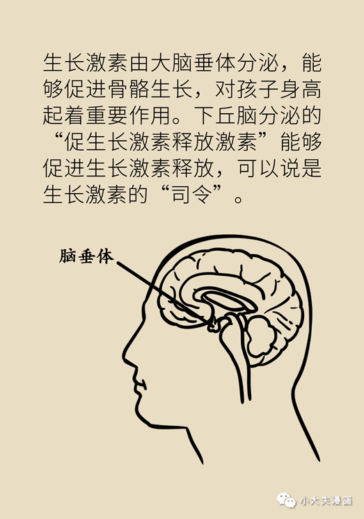 缺钙|长不高就是缺钙？错！是缺少“激素司令”，不花钱也能补