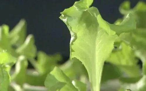 太空|动植物日｜大师课——特别的航天英雄们
