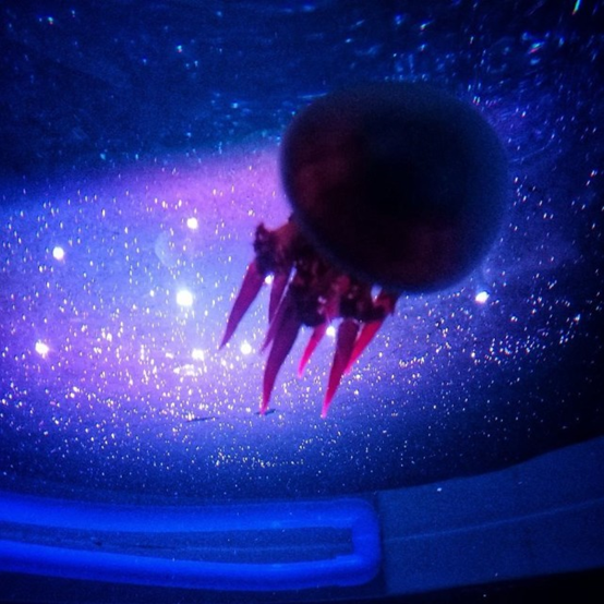 太空|动植物日｜大师课——特别的航天英雄们