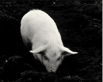 太空|动植物日｜大师课——特别的航天英雄们