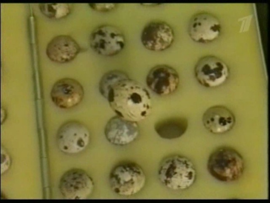 太空|动植物日｜大师课——特别的航天英雄们