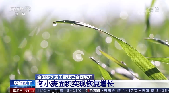 冬小麦|惊蛰麦返青！今年全国冬小麦预计播种面积3.35亿亩
