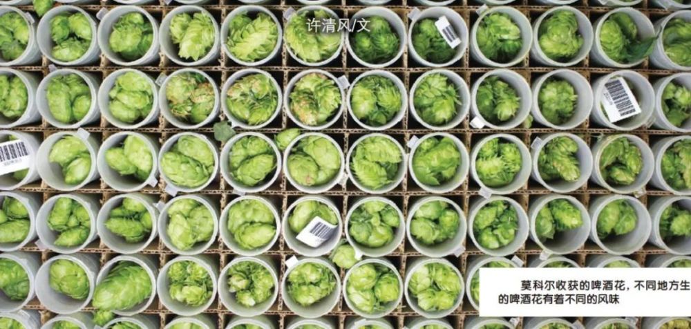 葡萄酒|大自然的“酿造大师”