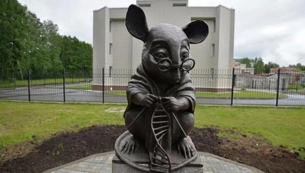 中国版水中小白鼠稀有鮈鲫