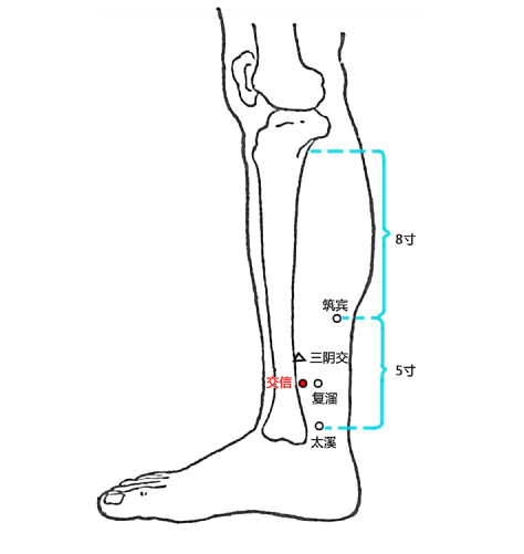 交信穴:月經不調,洩瀉,大便難