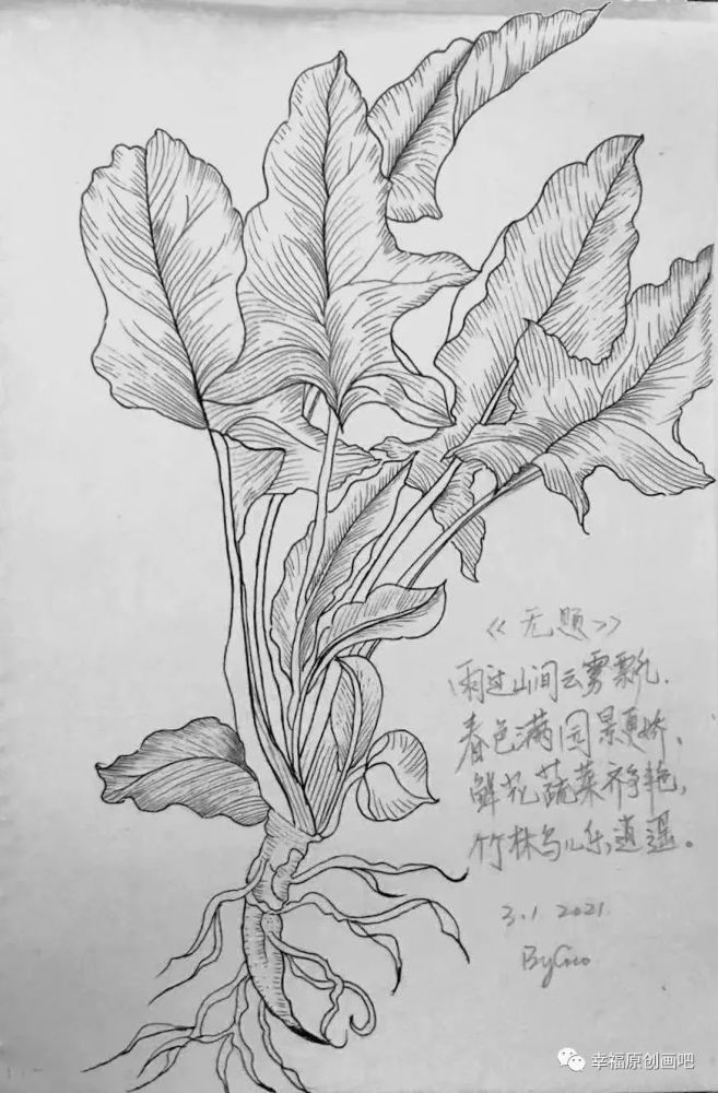 鋼筆線描寫生作者:一支筆筆作品:植物類別:鋼筆畫作者:秋楓類別:水墨