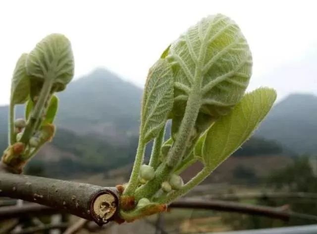 花芽|猕猴桃|营养|果树|肥料|施肥