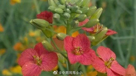 高校培育38种颜色油菜花却被质疑 无意义 评论亮了 腾讯新闻