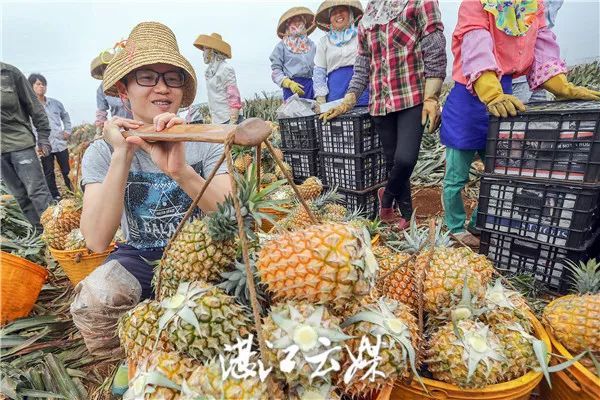 大陆|大陆离不开台湾凤梨？网友科普：来看菠萝的海！