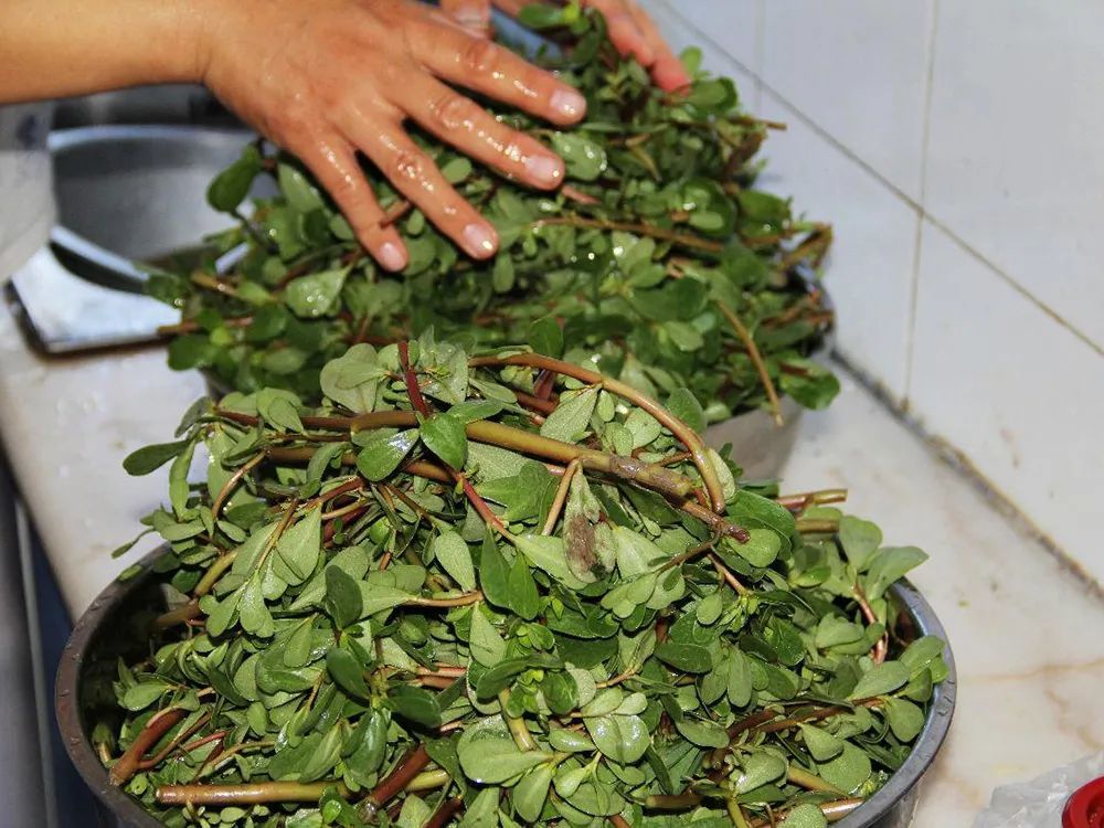 野菜|这野菜从春吃到夏，味道有点酸，但价值极高，晒干后越放越香