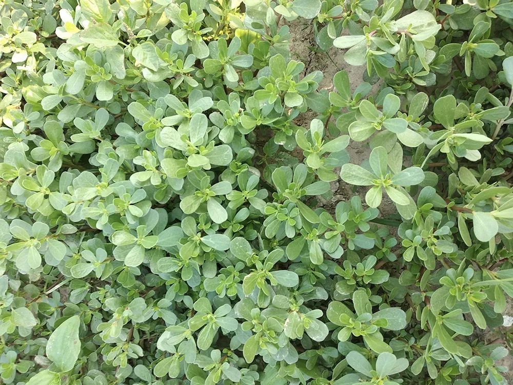 野菜|这野菜从春吃到夏，味道有点酸，但价值极高，晒干后越放越香