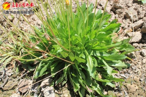 一株橡胶草的故事_腾讯新闻