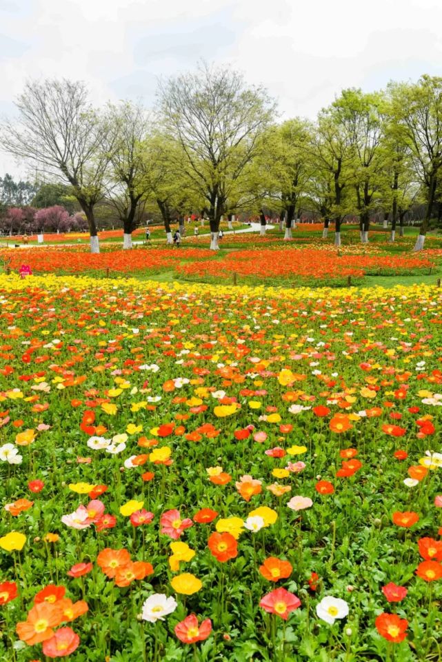 秀丽东方2021年3月1日实拍【秀丽东方——都市桃花季】!