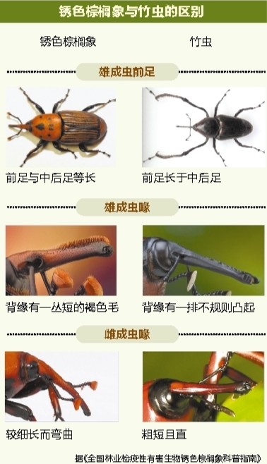 棕榈|重拳出击！广西全面排查人工养殖锈色棕榈象