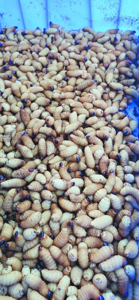 棕榈|重拳出击！广西全面排查人工养殖锈色棕榈象