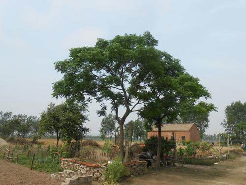 在农村老人常说楝树爆蕊人诉苦楝树开花人不见啥意思