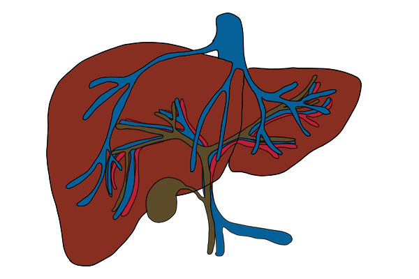 乙肝|乙肝要忌口吗？得了乙肝，吃点什么有助肝恢复？医生告诉你重点