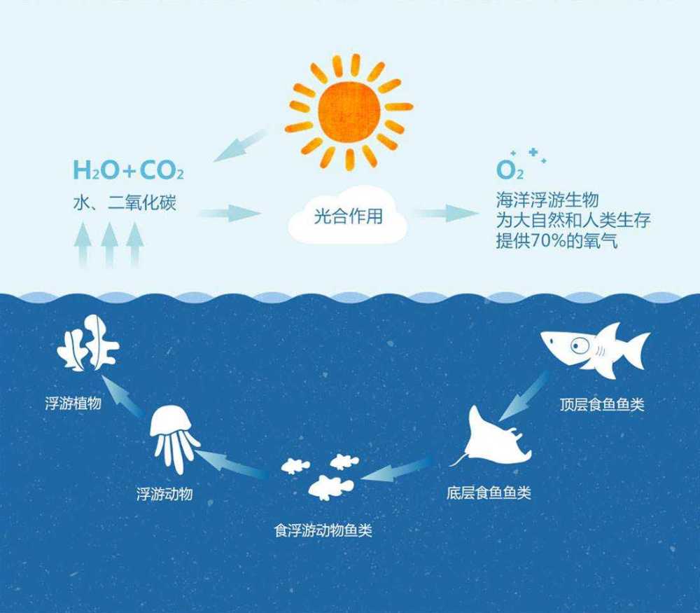 这是因为浅海能够接受到阳光照射,浮游植物可以利用光合作用生产能量