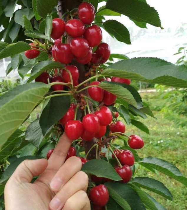 樱桃树|樱桃树的三个难题