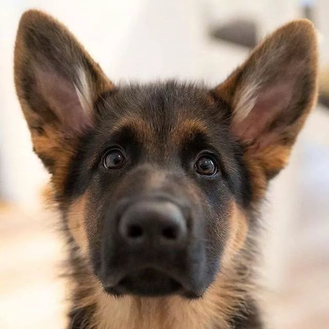 就算不是颜值控, 都忍不住感叹下, 身为一只狗砸, 怎么可以这么帅!