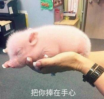 本报长沙讯  近日,在云南省昭通市彝良县,一则当地养猪户喂猪的视频