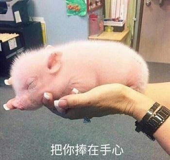 本报长沙讯  近日,在云南省昭通市彝良县,一则当地养猪户喂猪的视频"