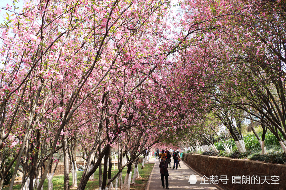 摄影组图昆明圆通山海棠花绽放观赏摄影正是好时候