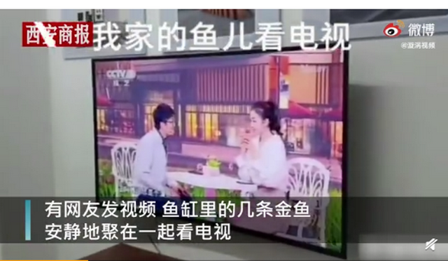 金鱼|成精了？金鱼排成一排看电视，网友调侃：7秒前的内容还能记得吗