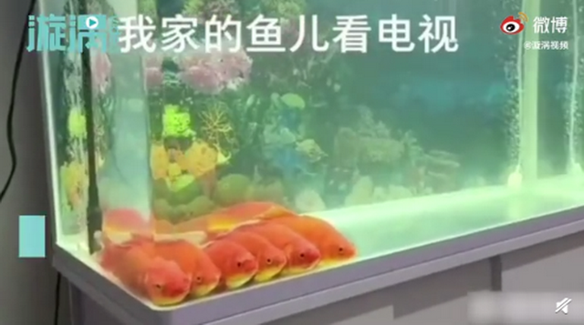 金鱼|成精了？金鱼排成一排看电视，网友调侃：7秒前的内容还能记得吗