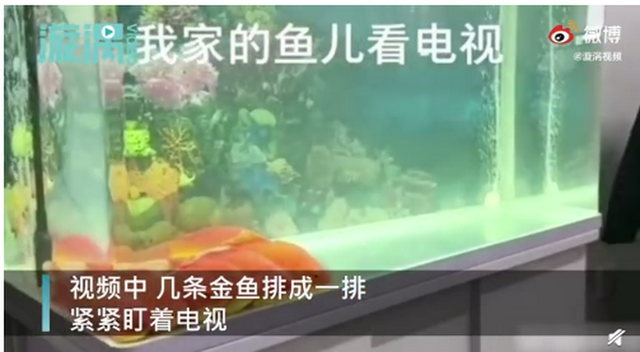金鱼|成精了？金鱼排成一排看电视，网友调侃：7秒前的内容还能记得吗