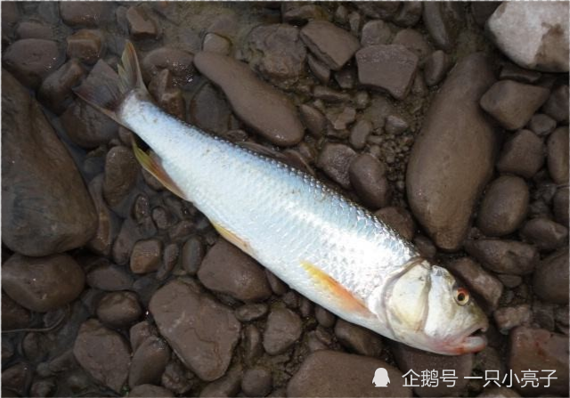 溪流马口精山西老乡钓起巨大马口鱼当地人这么大没见过