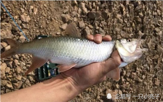 溪流马口精山西老乡钓起巨大马口鱼当地人这么大没见过