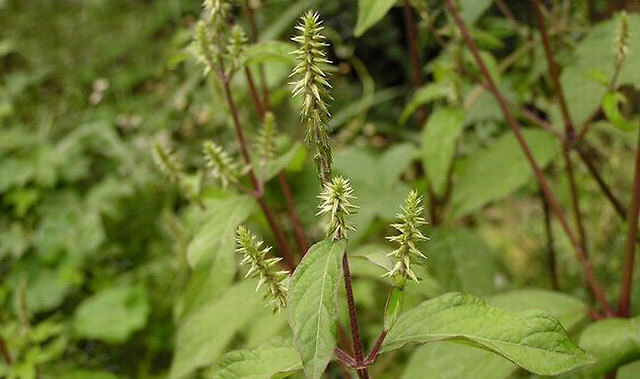 牛膝用什么叶面肥牛膝追肥用什么肥料牛膝壮根肥什么时候施肥