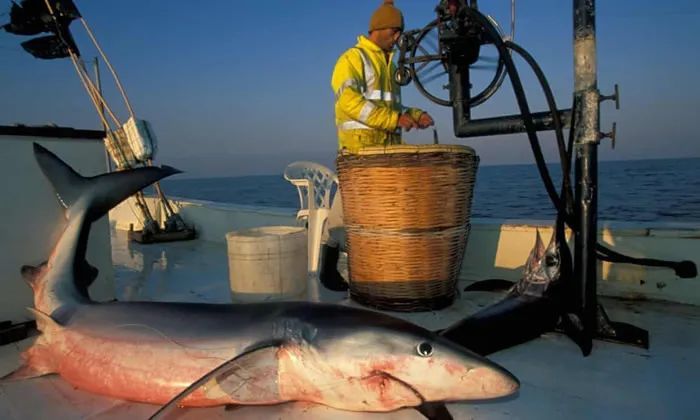 海洋板鰓魚減少了七成超過34正處於瀕臨滅絕狀態