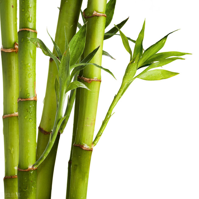 深圳壹健康分享春笋和冬笋的区别它们可能是同一根竹子吗