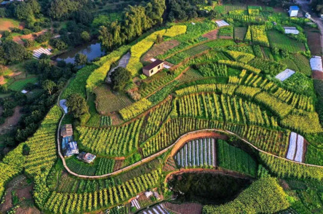 四川泸州合江县满眼春色桃花李花油菜花竞相开放