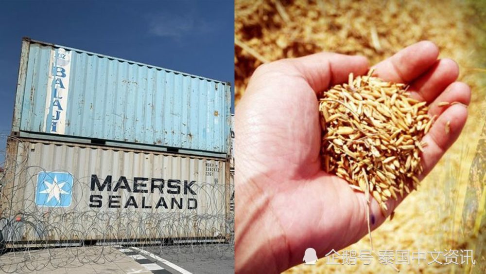 米价高过竞争对手!泰国跌出大米出口国top3