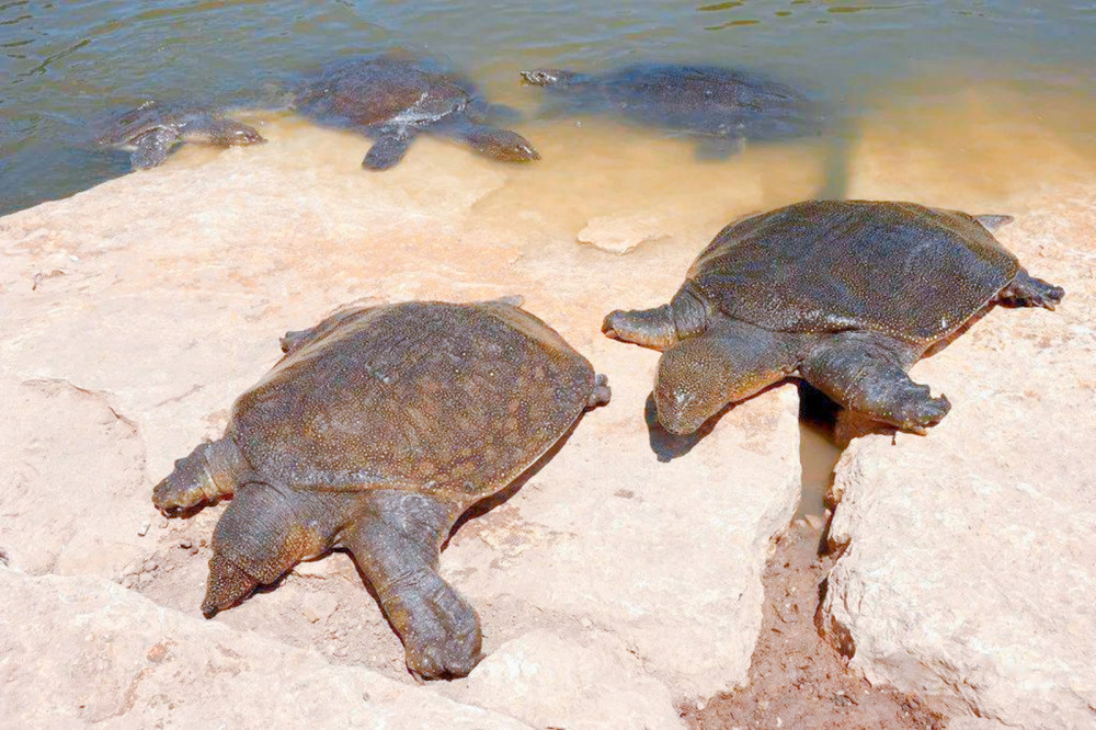 印度恒河甲鱼泛滥当地人想出口到我国网友不敢吃