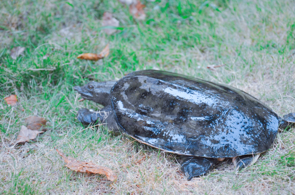 印度恒河甲鱼泛滥当地人想出口到我国网友不敢吃