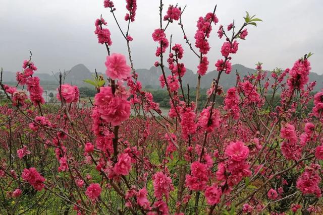 花季播报 正是春花烂漫时 樱花 杜鹃 桃花 你独爱哪个 腾讯新闻