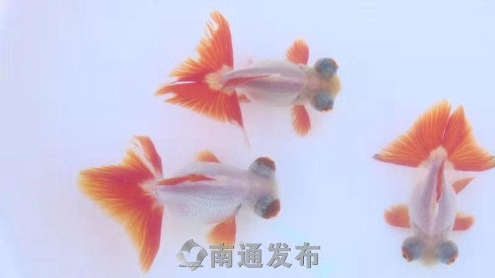 快去打卡 一夫妻养殖 如皋蝶尾 成网红 多次在国内外夺冠 腾讯新闻