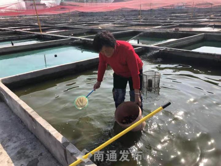 快去打卡 一夫妻养殖 如皋蝶尾 成网红 多次在国内外夺冠 腾讯新闻