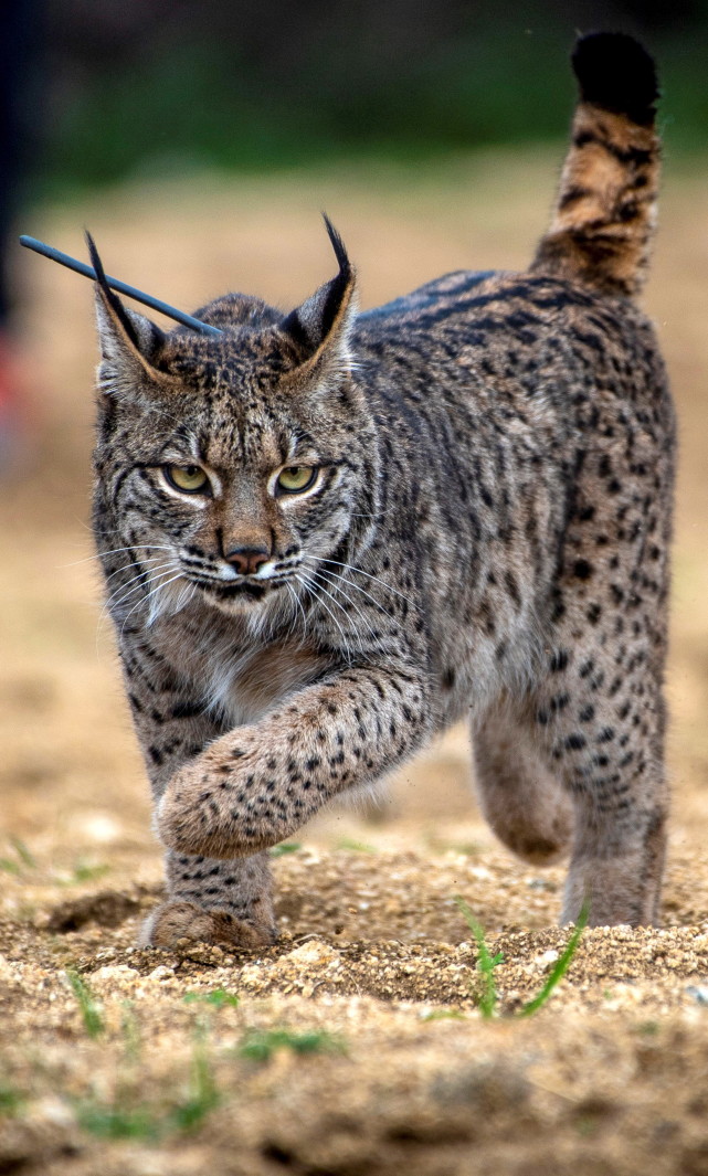 外代二线伊比利亚猞猁