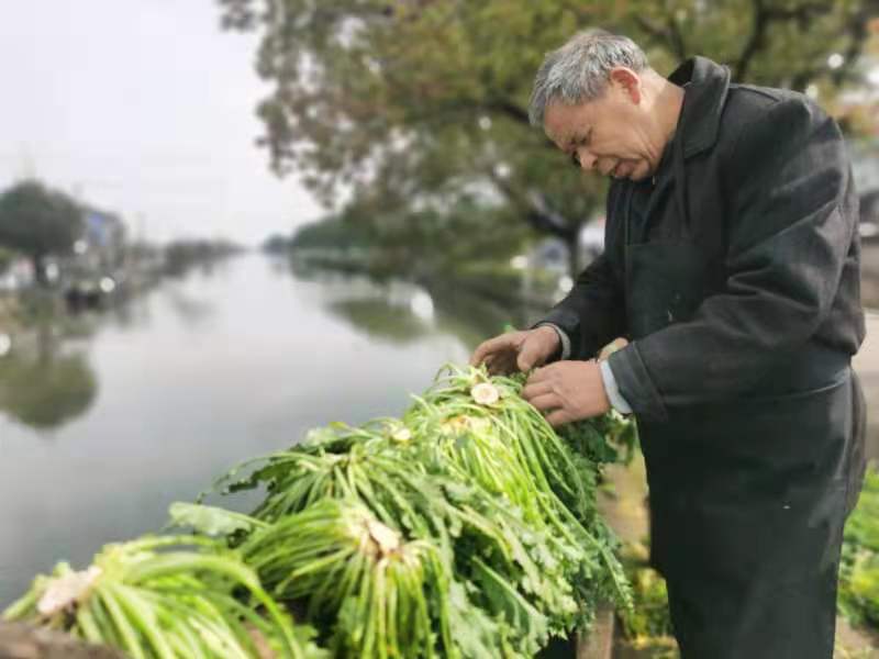 这道美食是宁波人念念不忘 知道怎么腌吗 腾讯新闻