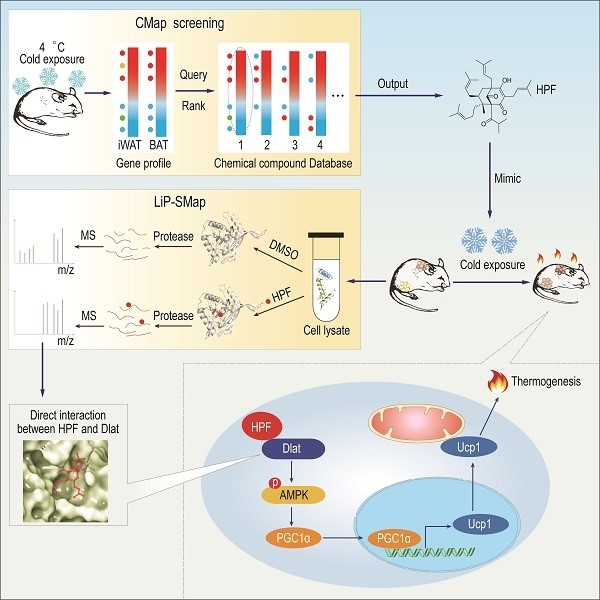 中药|上海专家最新科研成果：中药贯叶连翘提取物为抗肥胖症开辟全新研究方向