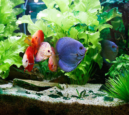 要根据饲养不同种类的鱼和环境来选择鱼缸的材质和鱼缸规格.