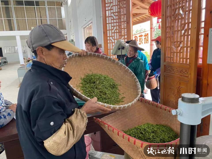 建德市|明前茶质量最好，芽头最壮，价格最高，得争分夺秒！建德茶农抢摘冒芽新茶