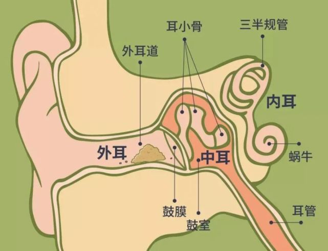 耳朵结构非常复杂,分为外耳,中耳,内耳,三个部分是相互不通的空间